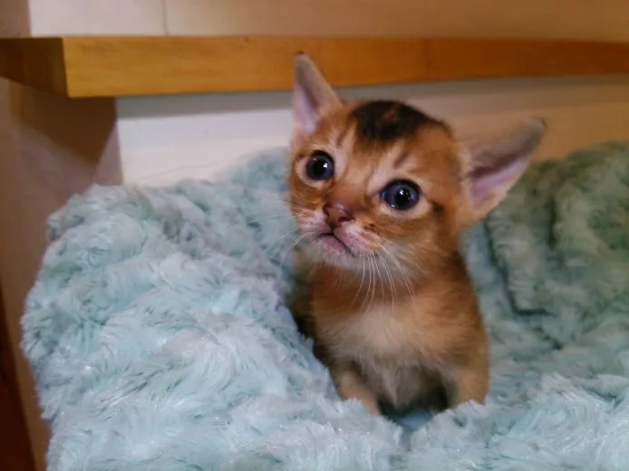 sayae 様のお迎えした子猫