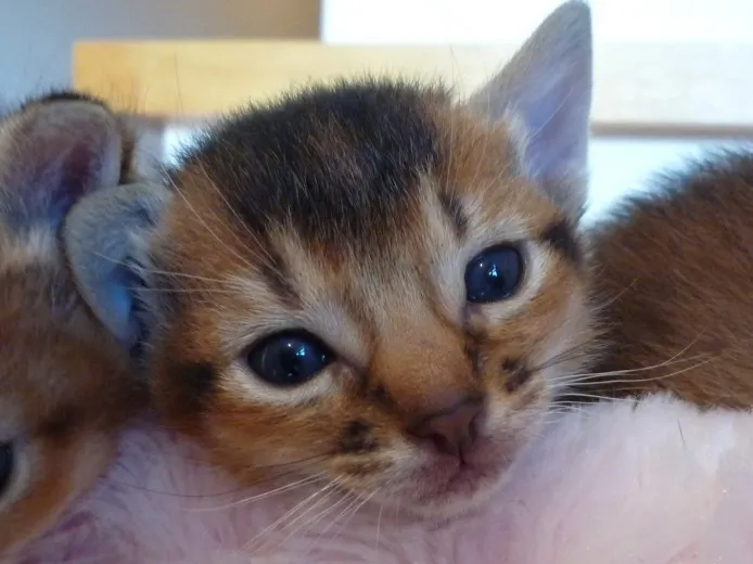 ID:1402-00196の子猫