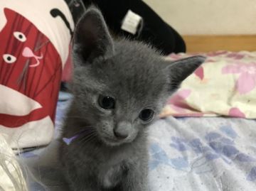 ロシアンブルー【愛知県・男の子・2020年7月28日・ブルー】の写真「マイペース三男くん(*^ー゜)v」