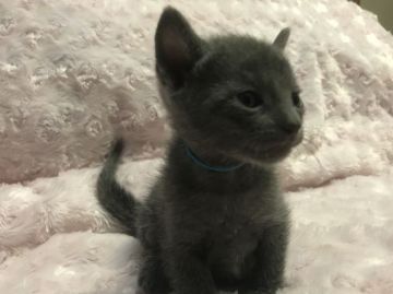 ロシアンブルー【愛知県・男の子・2018年12月30日・ブルー】の写真「長男くん(^▽^*)」