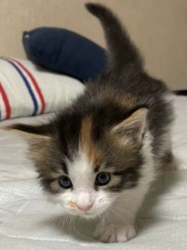 メインクーン【愛知県・女の子・2022年7月5日・ブラウンパッチドタビーホワイト】の写真「長女ちゃん♪」