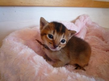 アビシニアン【愛知県・男の子・2013年3月6日・ルディー】の写真「」