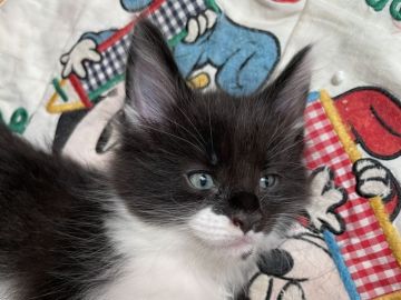 メインクーン【愛知県・男の子・2021年8月2日・ブラック&ホワイト】の写真「長男くん♪」