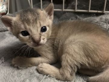 アビシニアン【愛知県・女の子・2019年8月31日・ブルー】の写真「長女ちゃん(*^ー゜)v」