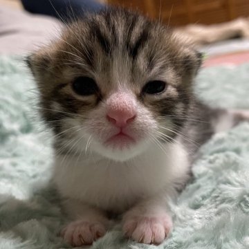 ミックス【愛知県・男の子・2024年6月14日・キジトラ ホワイト ブラウンタビー ホワイト】の写真「ミックスです」