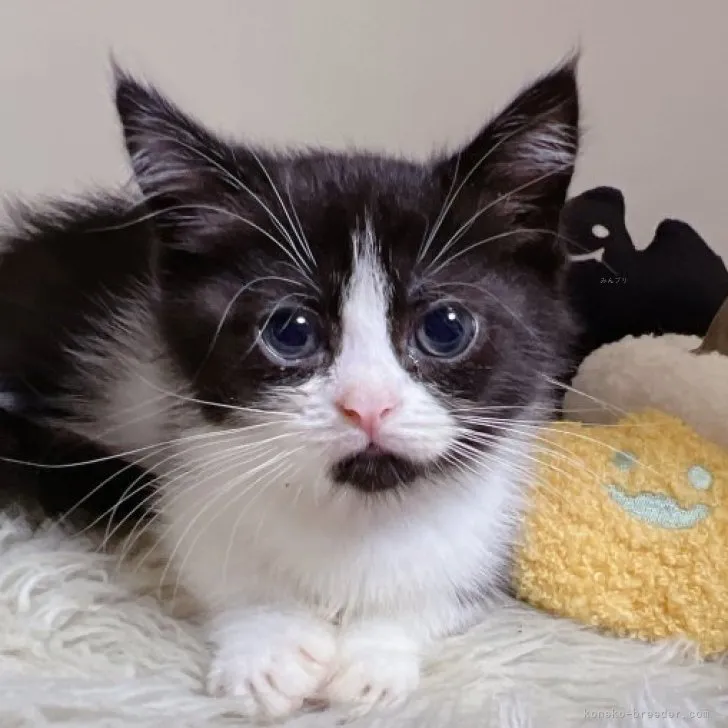 ID:2311-00987の子猫