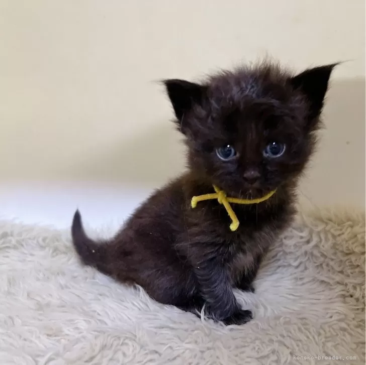 ID：2404-02881の子猫