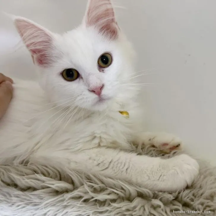 ID:2302-01158の子猫