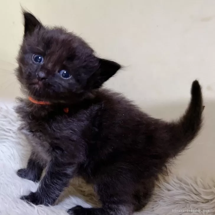 みかん 様のお迎えした子猫