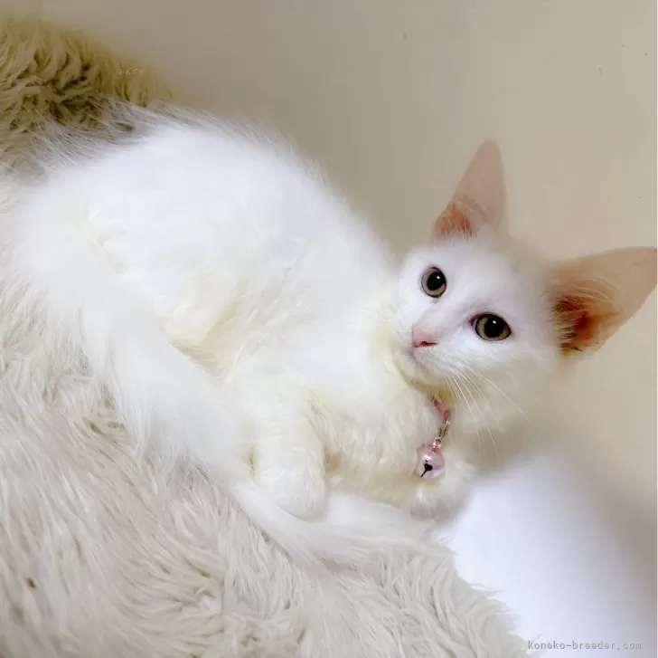 ID：2404-02883の子猫