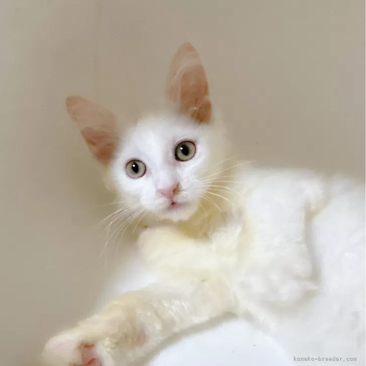 ID:2407-01306の子猫