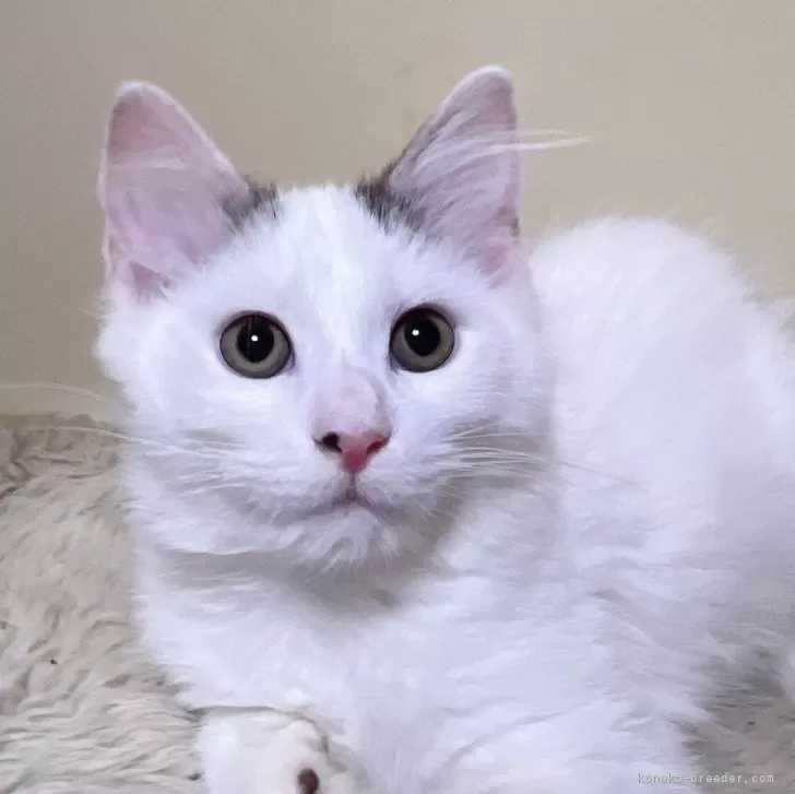 ID:2311-02539の子猫