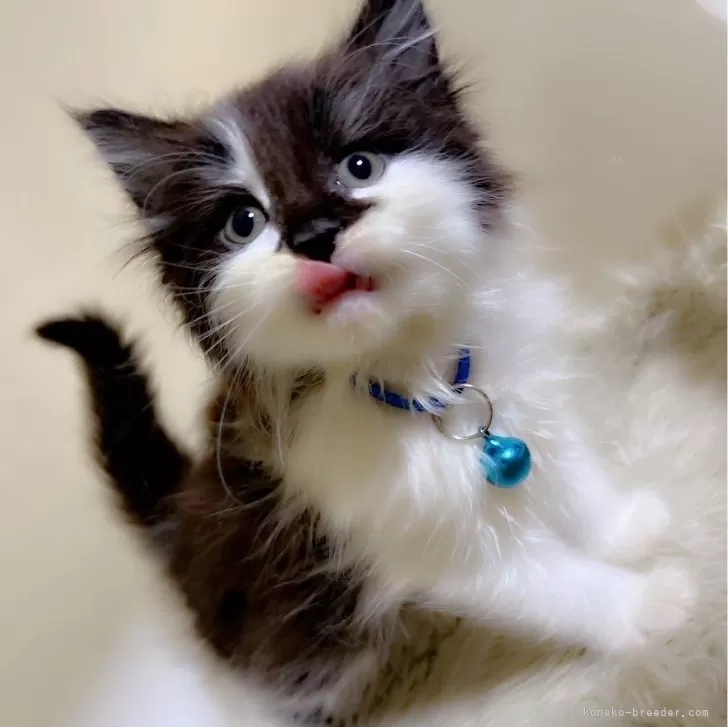 ID:2403-01143の子猫