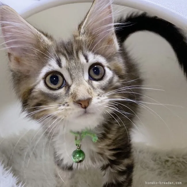 ID:2202-01290の子猫
