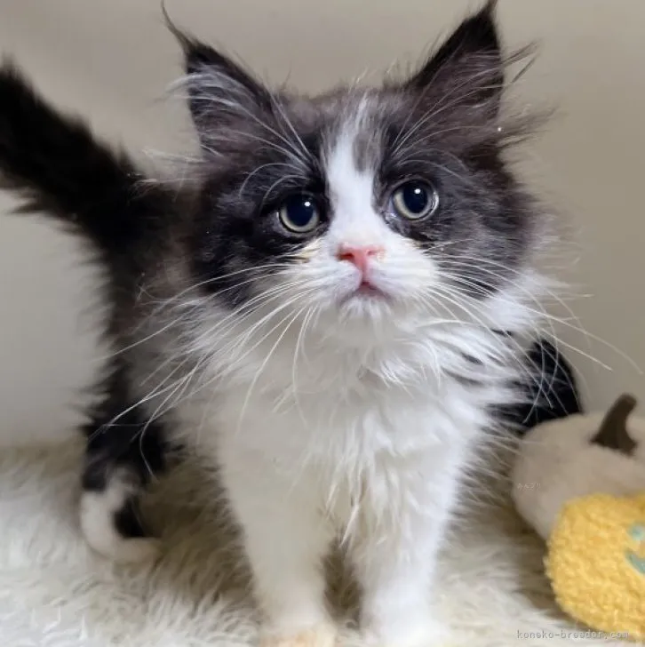 ID：2311-00989の子猫