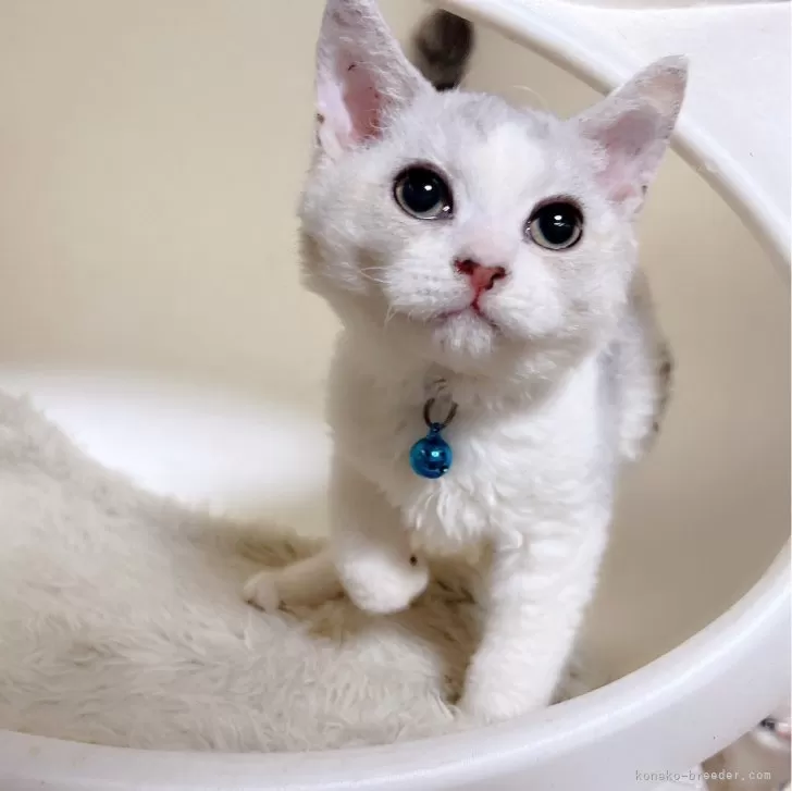 ID:2403-00347の子猫