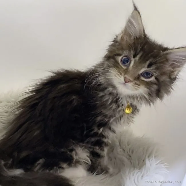 ID：2201-01985の子猫