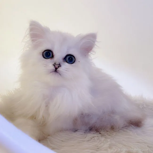 ID：2204-02841の子猫