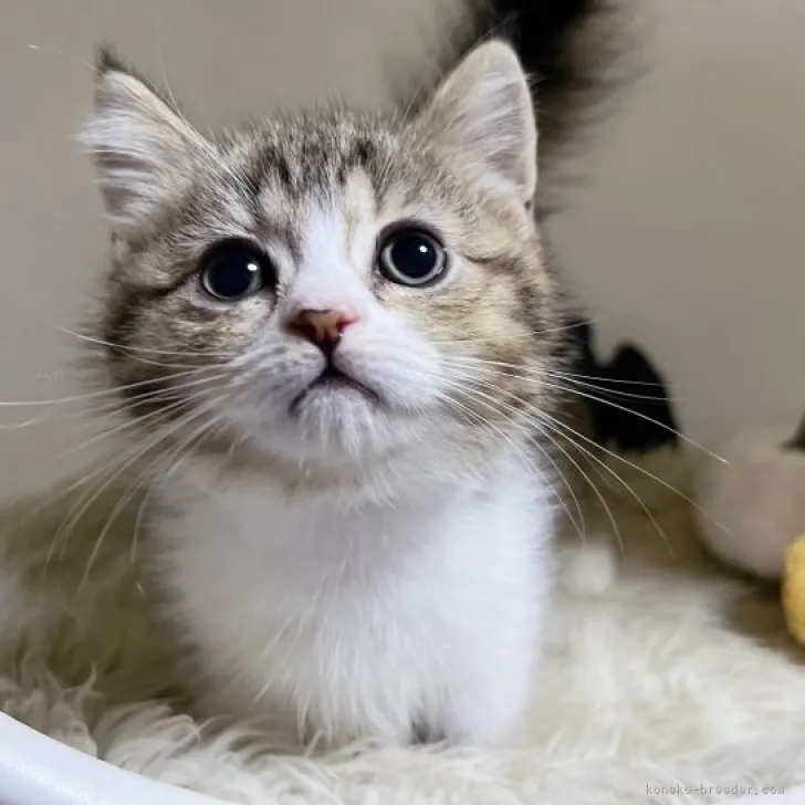 ID:2311-00991の子猫
