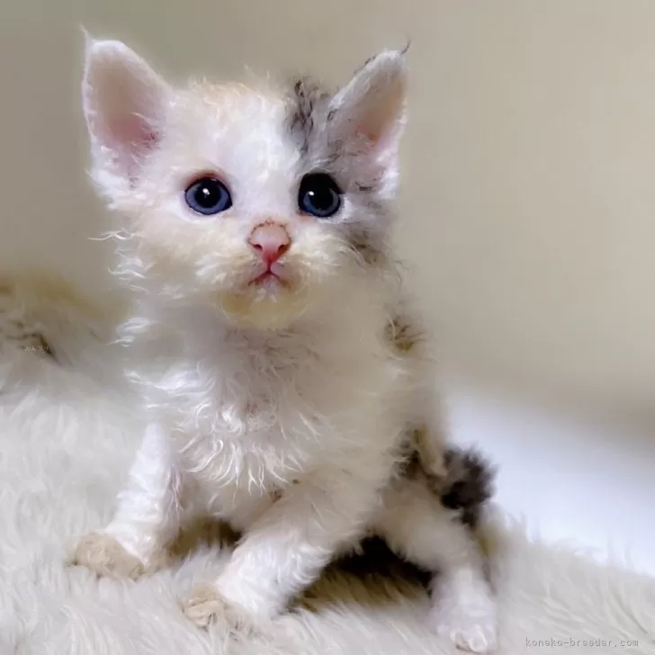 ID：2404-02891の子猫