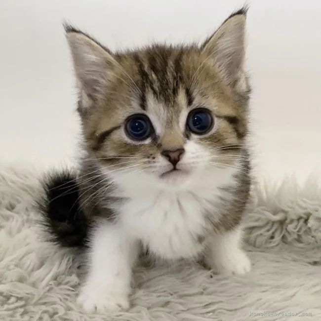 ID：2201-01978の子猫