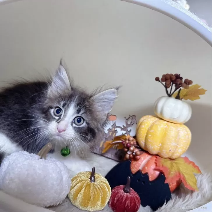 ID：2409-03141の子猫