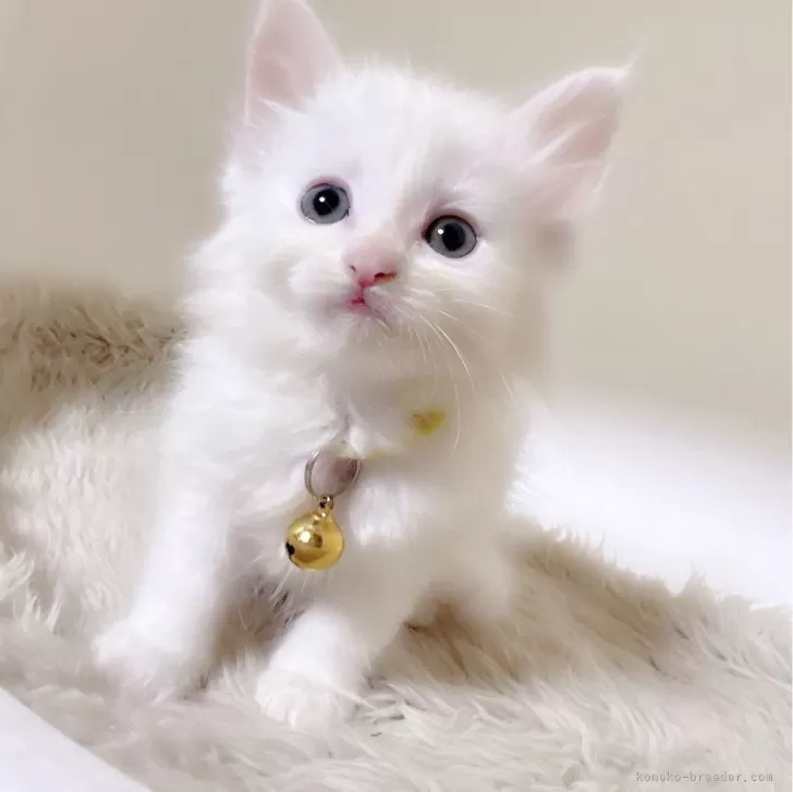 ID:2403-01145の子猫