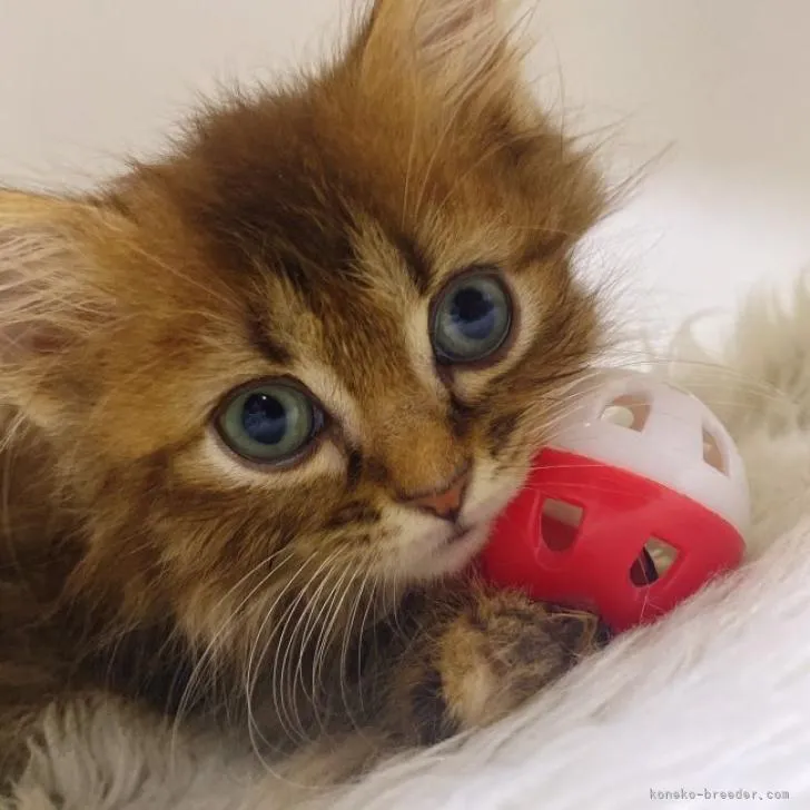 Y.A 様のお迎えした子猫
