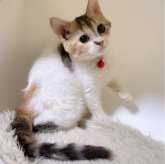 セルカークレックス