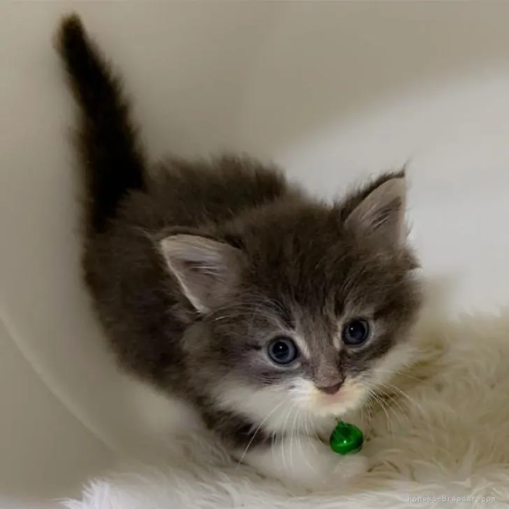 ID：2210-01888の子猫