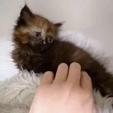 ペルシャ【福岡県・女の子・2022年7月26日・トーティ】の写真4