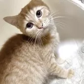 ミヌエット(長足)【福岡県・男の子・2025年7月2日・レッドタビー】の写真10