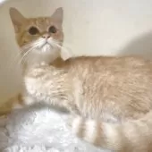 ミヌエット(長足)【福岡県・男の子・2025年7月2日・レッドタビー】の写真11