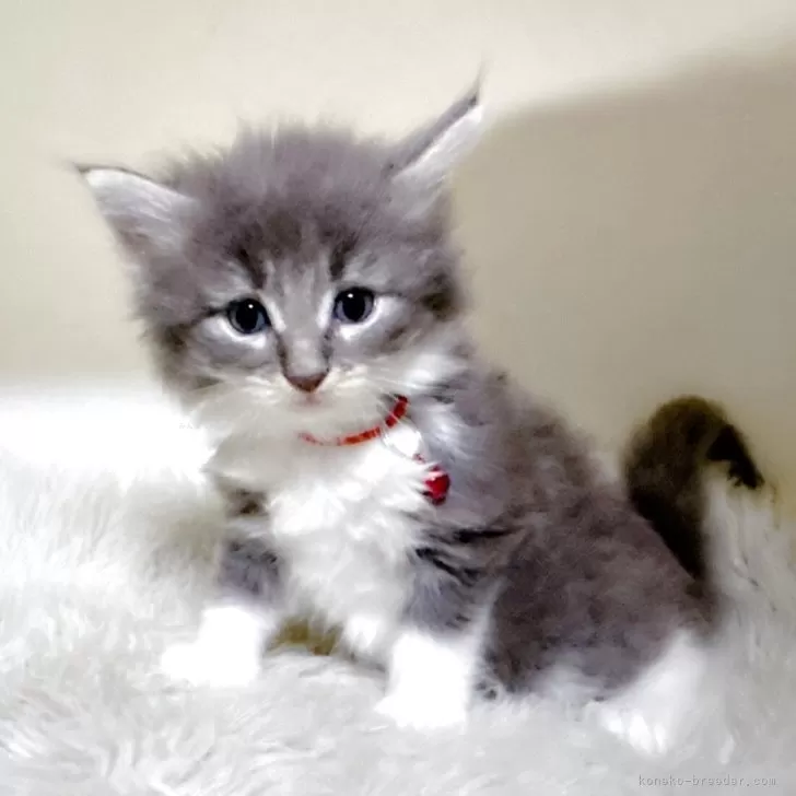 ID：2507-01256の子猫