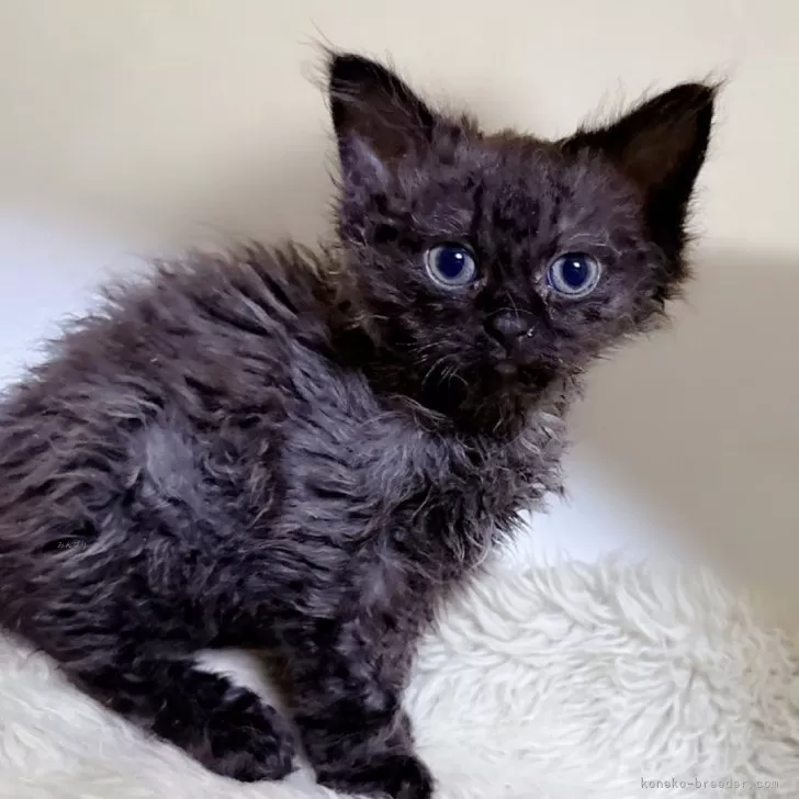 ID:2502-01761の子猫