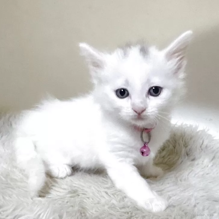 メインクーン【福岡県・女の子・2025年9月1日・ホワイト】の写真1