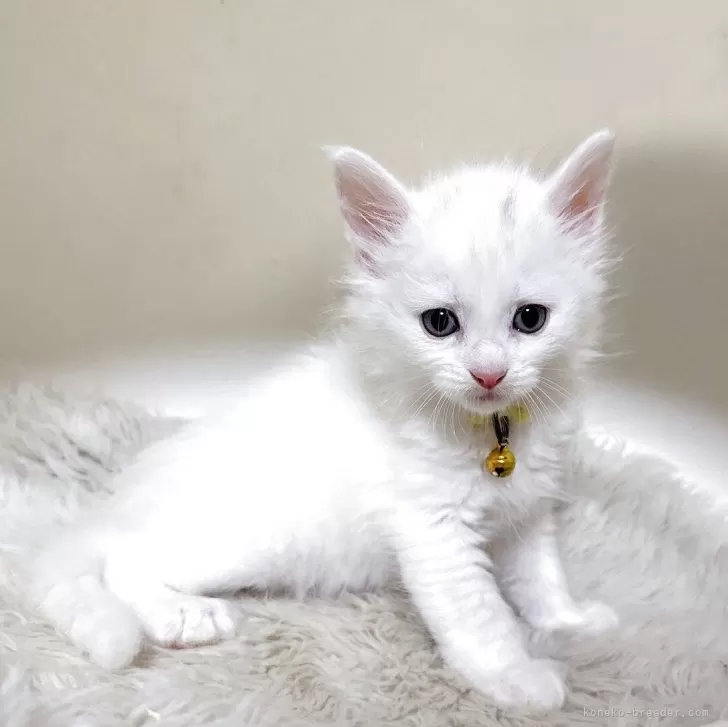 ID：2510-01492の子猫