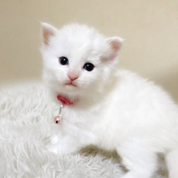 メインクーン【福岡県・女の子・2025年5月12日・ホワイト（ロング）】の写真「可愛いお顔です」