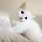 ミヌエット(短足)