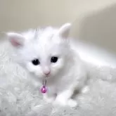 メインクーン