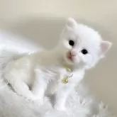 メインクーン