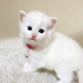 メインクーン