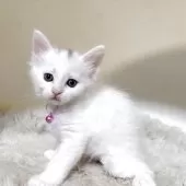 メインクーン【福岡県・女の子・2025年9月1日・ホワイト】の写真2