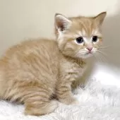 ミヌエット(長足)【福岡県・男の子・2025年7月2日・レッドタビー】の写真2