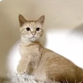 ミヌエット(長足)【福岡県・男の子・2025年7月2日・レッドタビー】の写真9