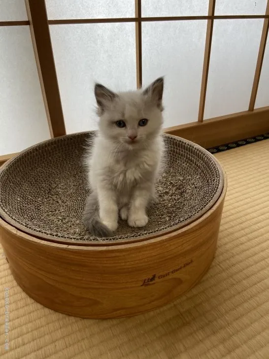 ID：2204-01665の子猫