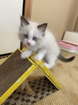 ラグドール【茨城県・女の子・2022年2月24日・シールポイントバイカラー】の写真「とてもかわいい女の子です💕」