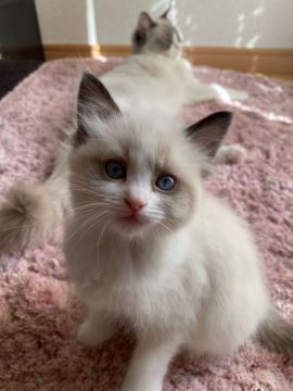 ラグドール【茨城県・女の子・2022年1月15日・バイカラー】の写真「　いっぱいミルクを飲んで、大きく育ってます。」