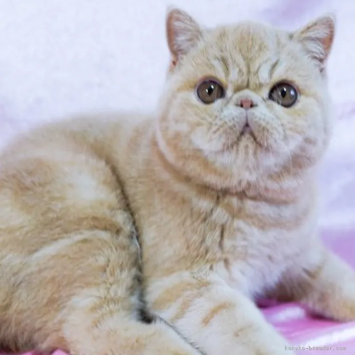 ID：2308-00900の子猫