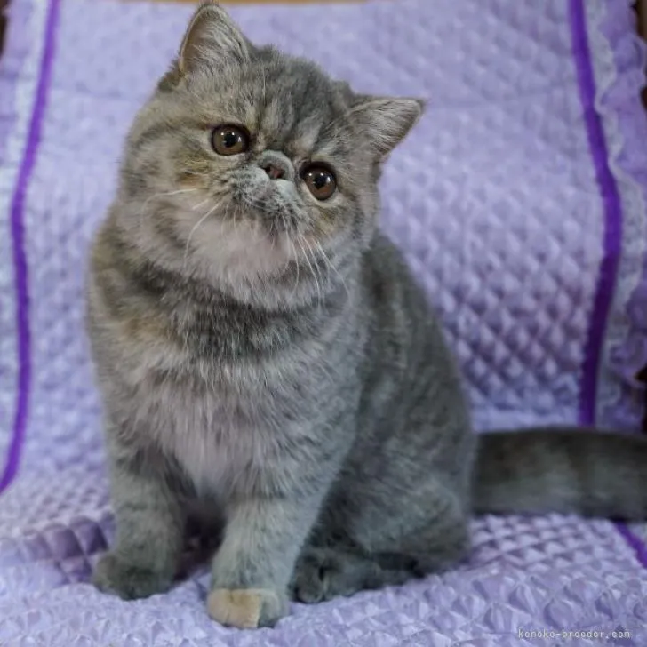 ID:2207-03097の子猫